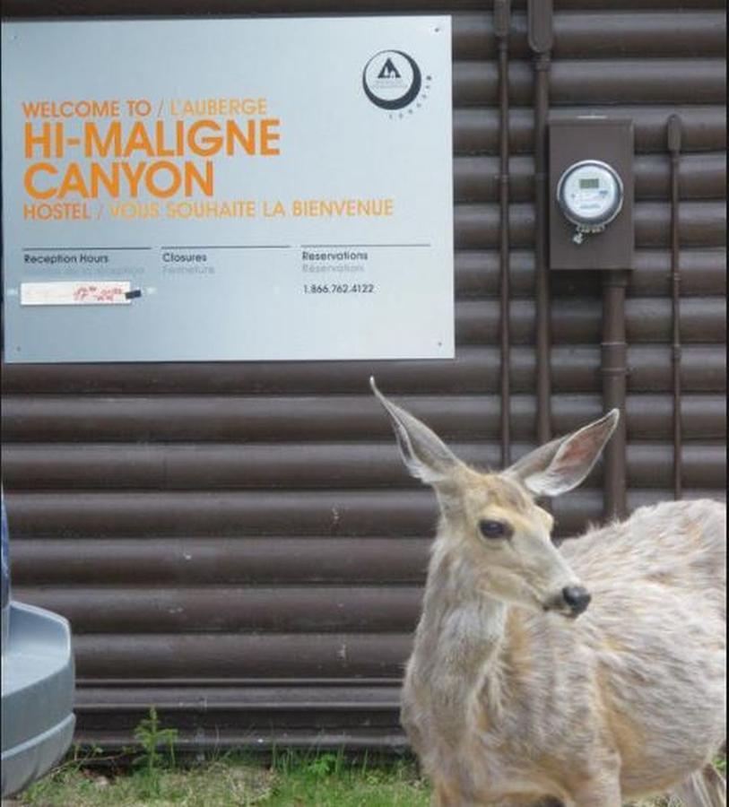 ג'ספר Hi Maligne Canyon - Hostel מראה חיצוני תמונה
